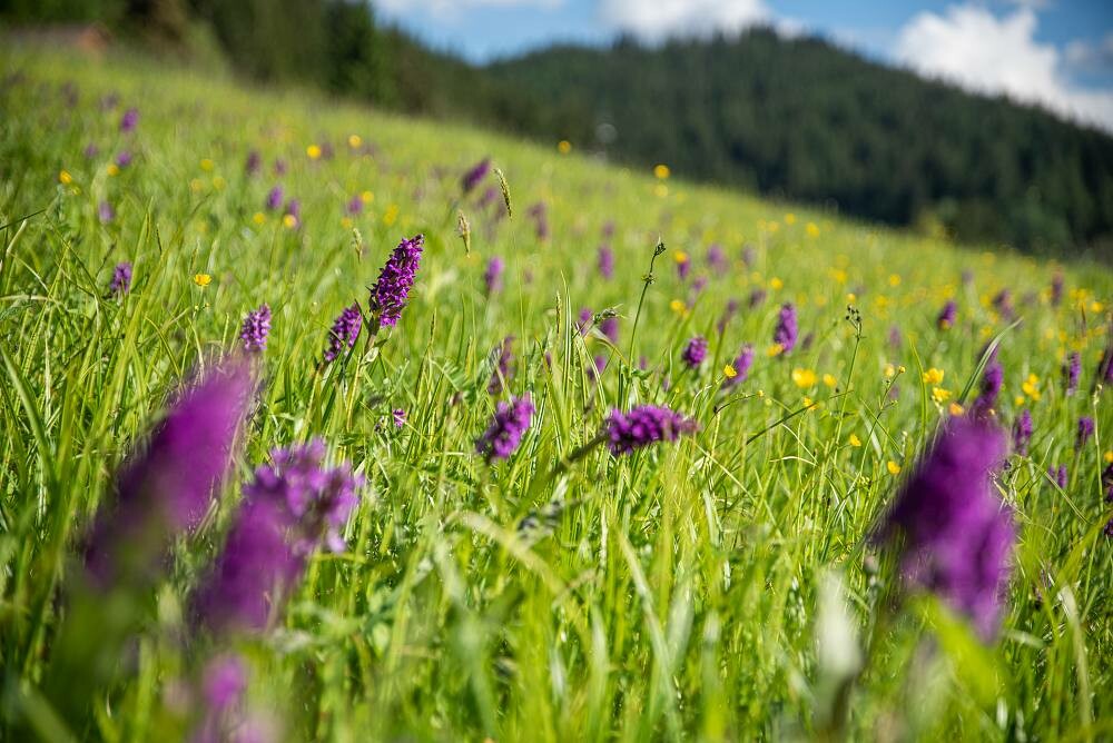 Překrásná jarní podívaná: louku u Horalu opět rozzářily orchideje